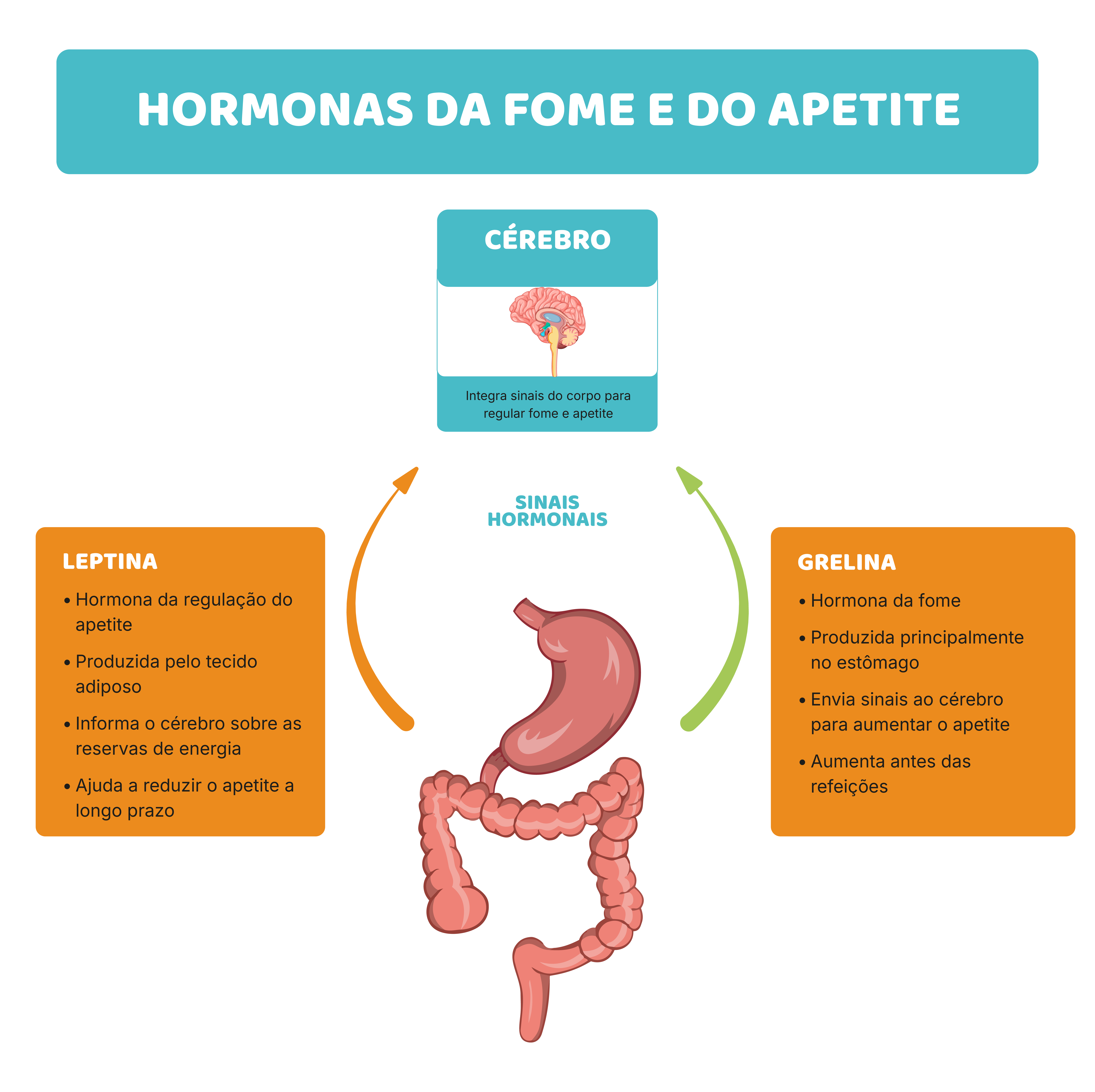 Como tudo isto se liga à fome, saciedade e energia