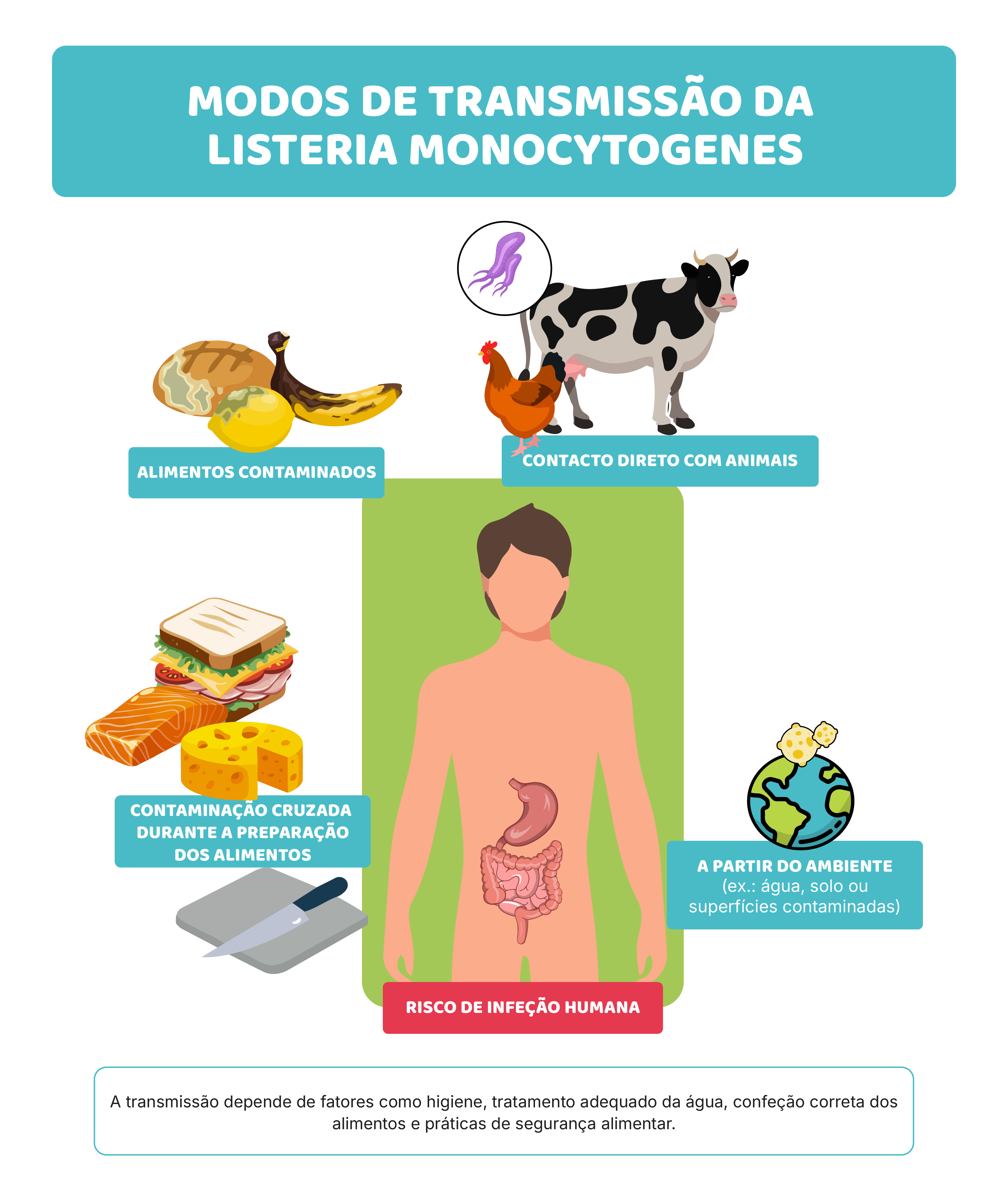 Micro-organismos: o que precisas de saber (nível 15–17)