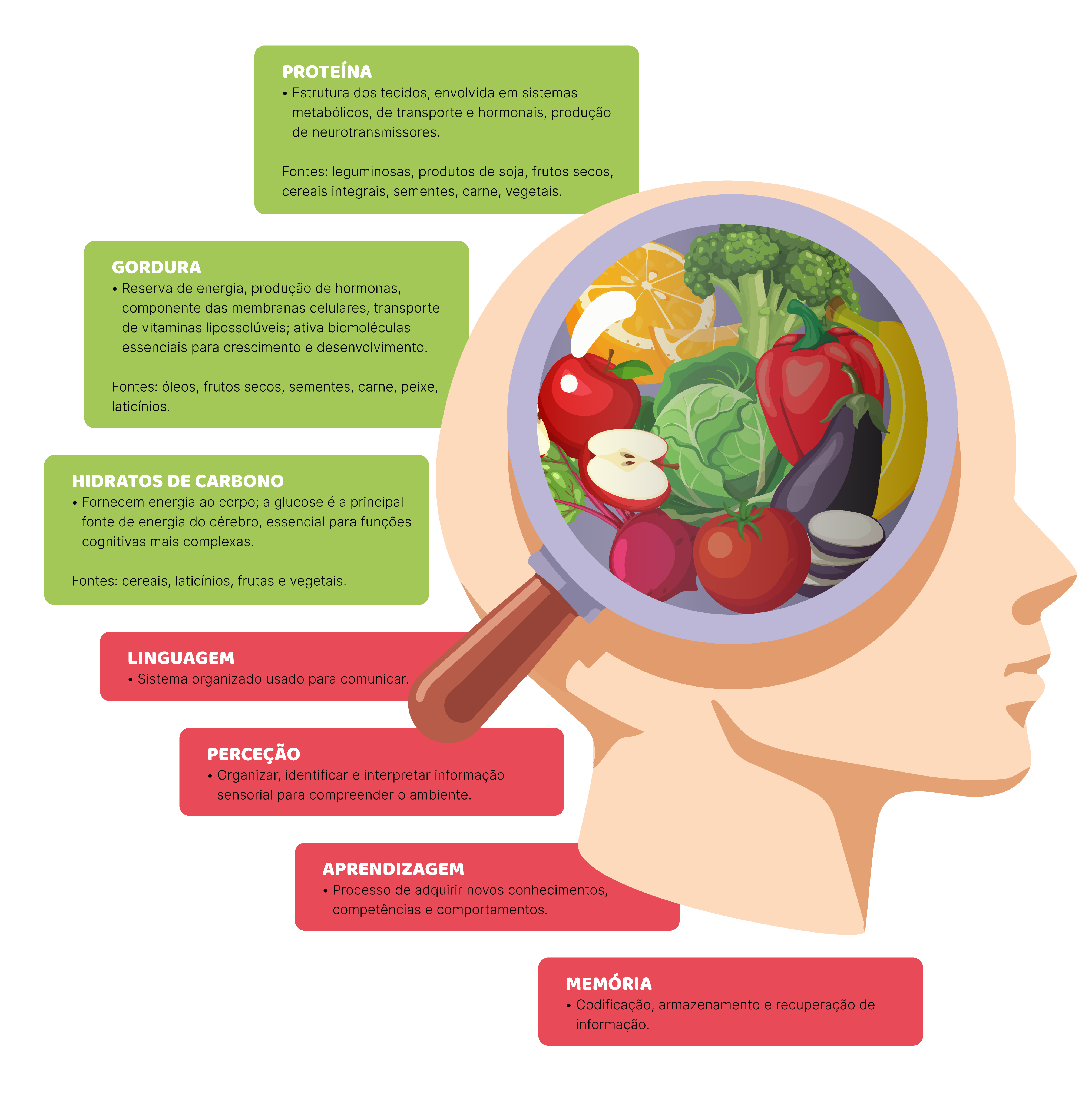 Desenvolvimento cognitivo: cérebro em construção