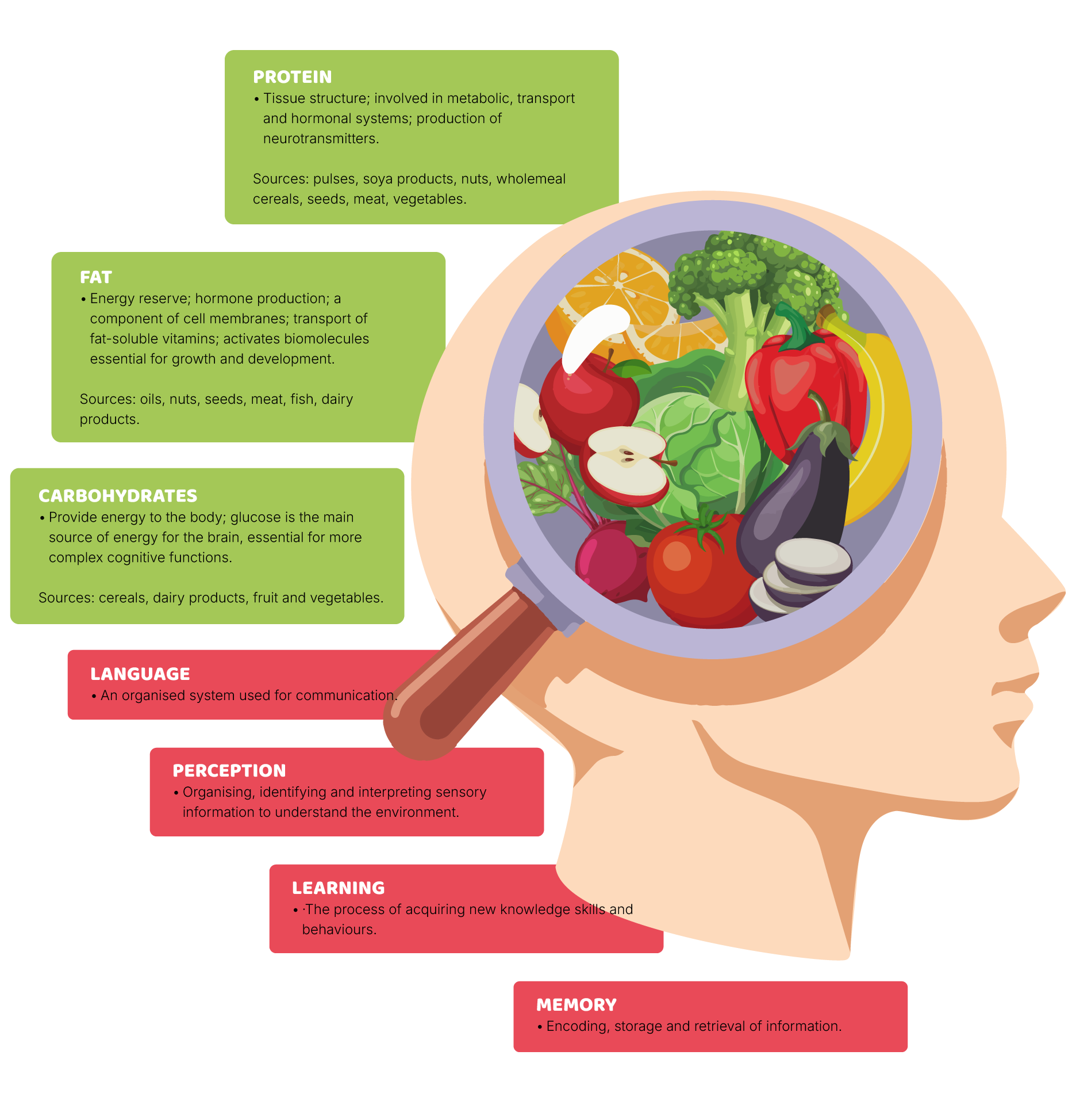 Cognitive development: the brain in the making
