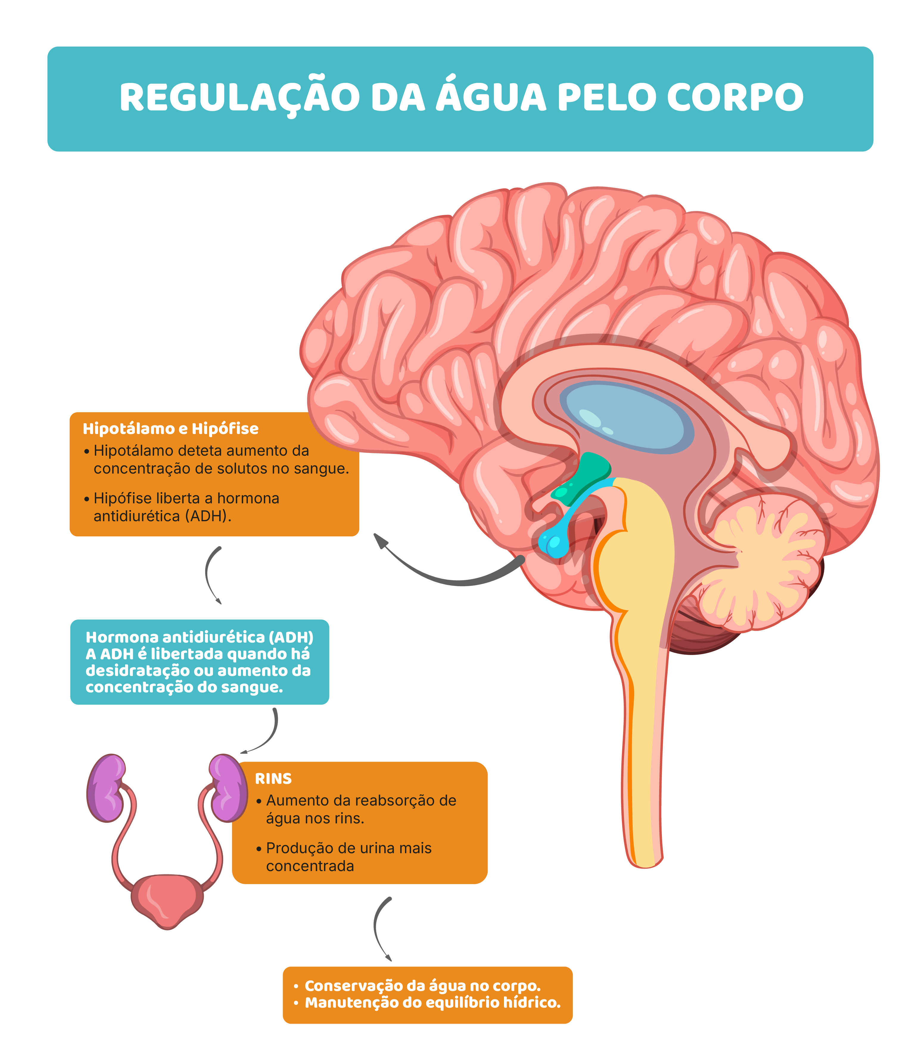 Hidratação e concentração: o cérebro sente primeiro