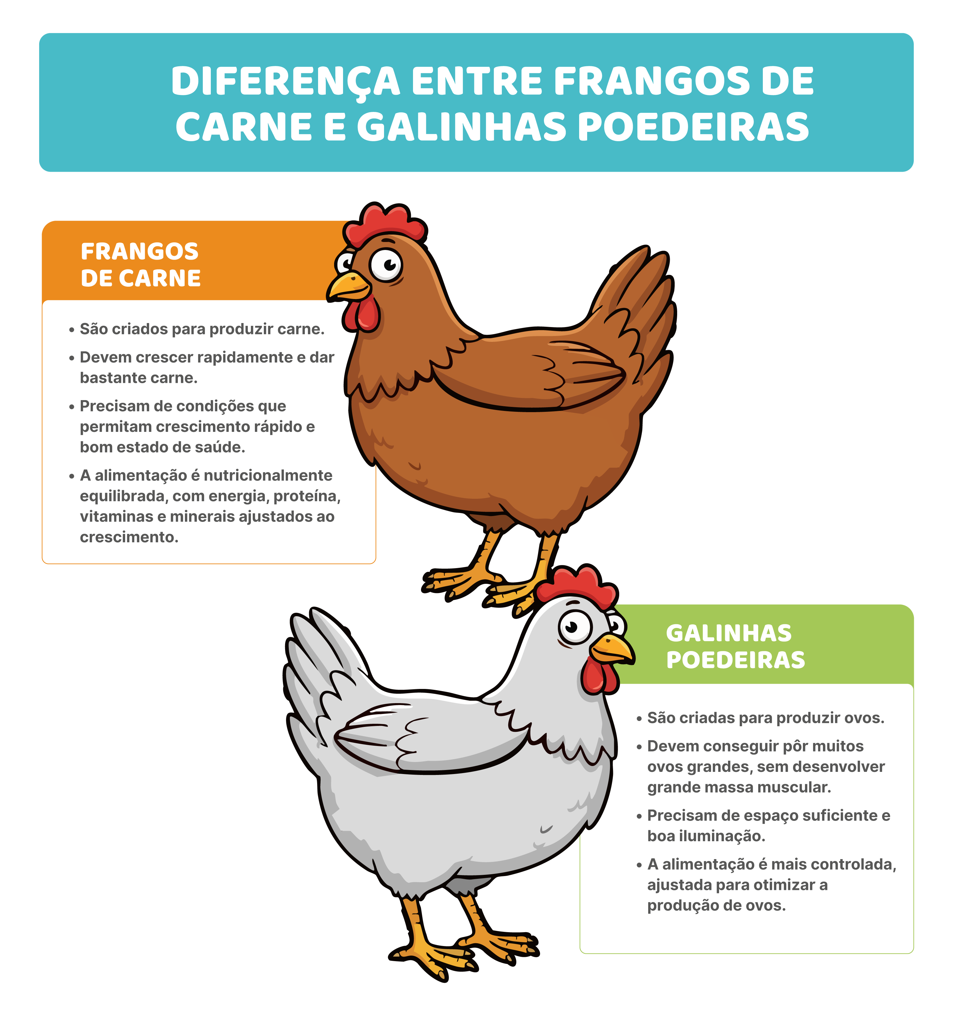 Criação e alimentação