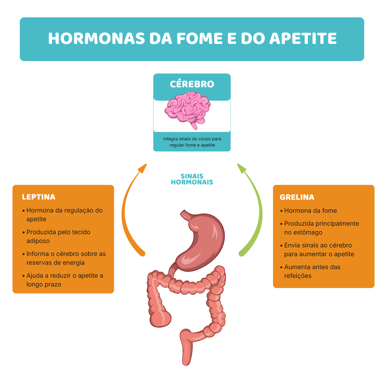 Como tudo isto se liga à fome, saciedade e energia