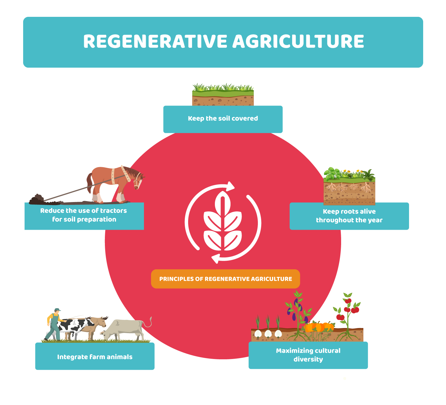 Regenerative agriculture: the science of restoring the soil