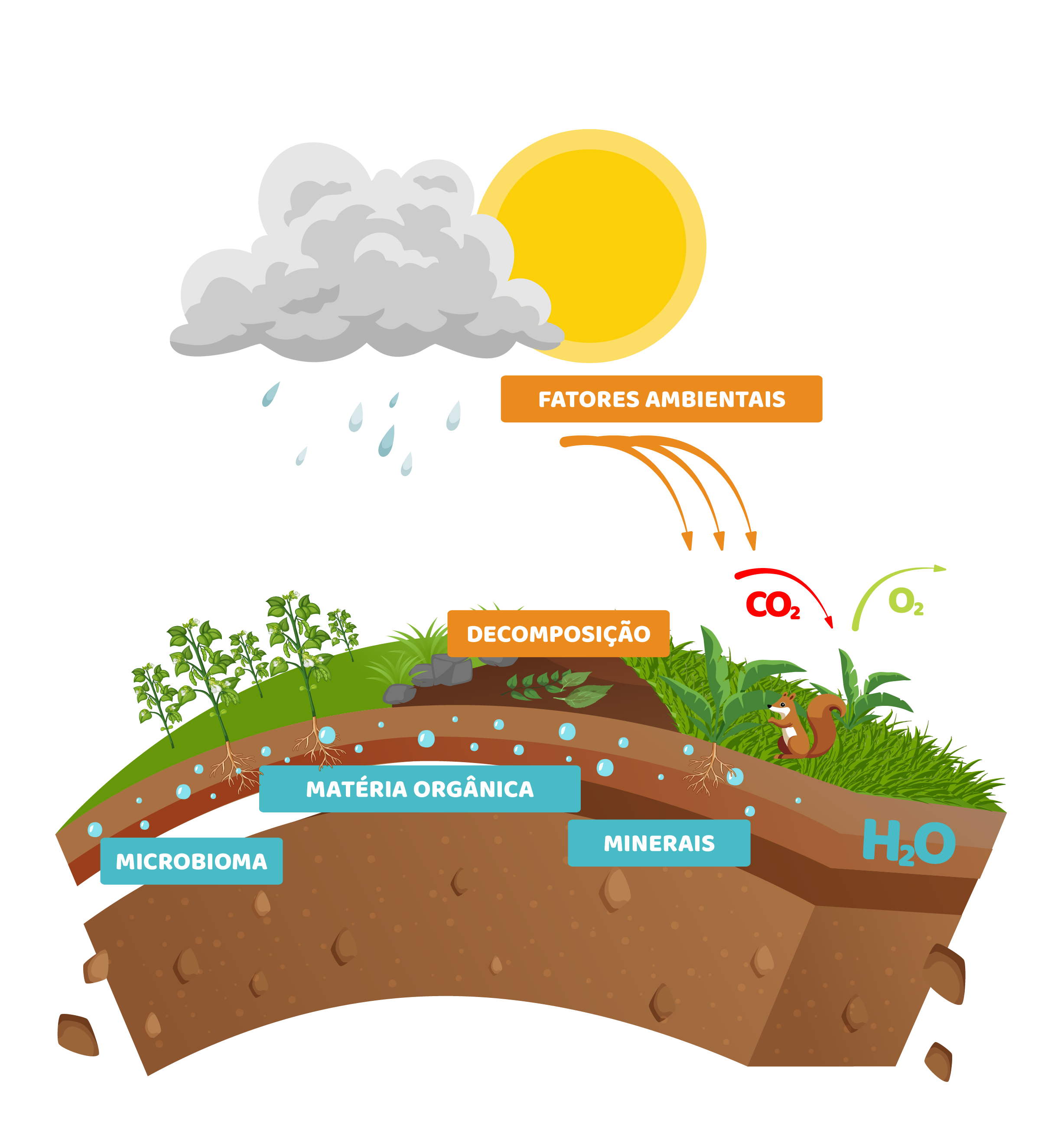 Como manter os solos saudáveis