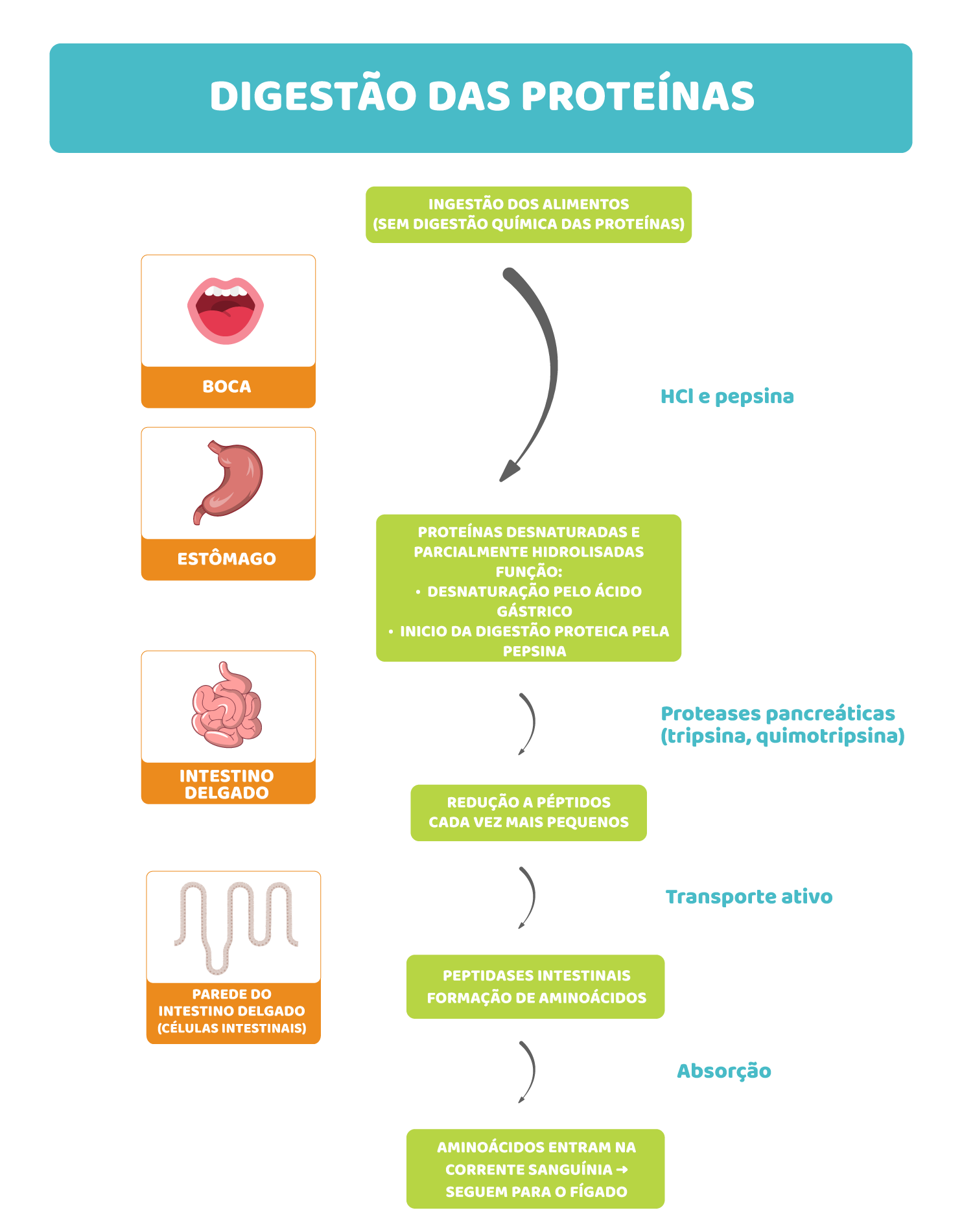 Proteínas: de longas cadeias a aminoácidos