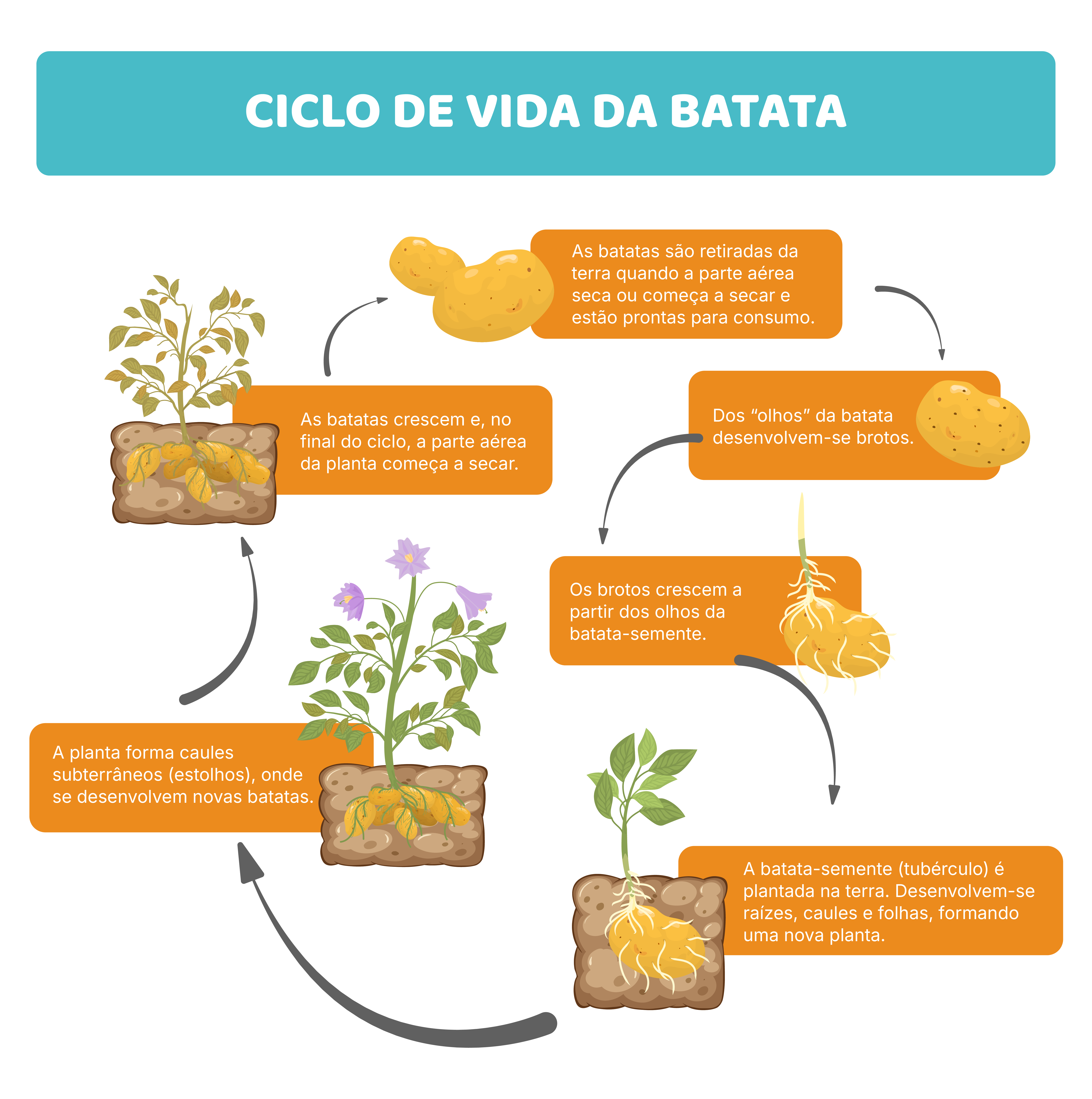 O ciclo da batata