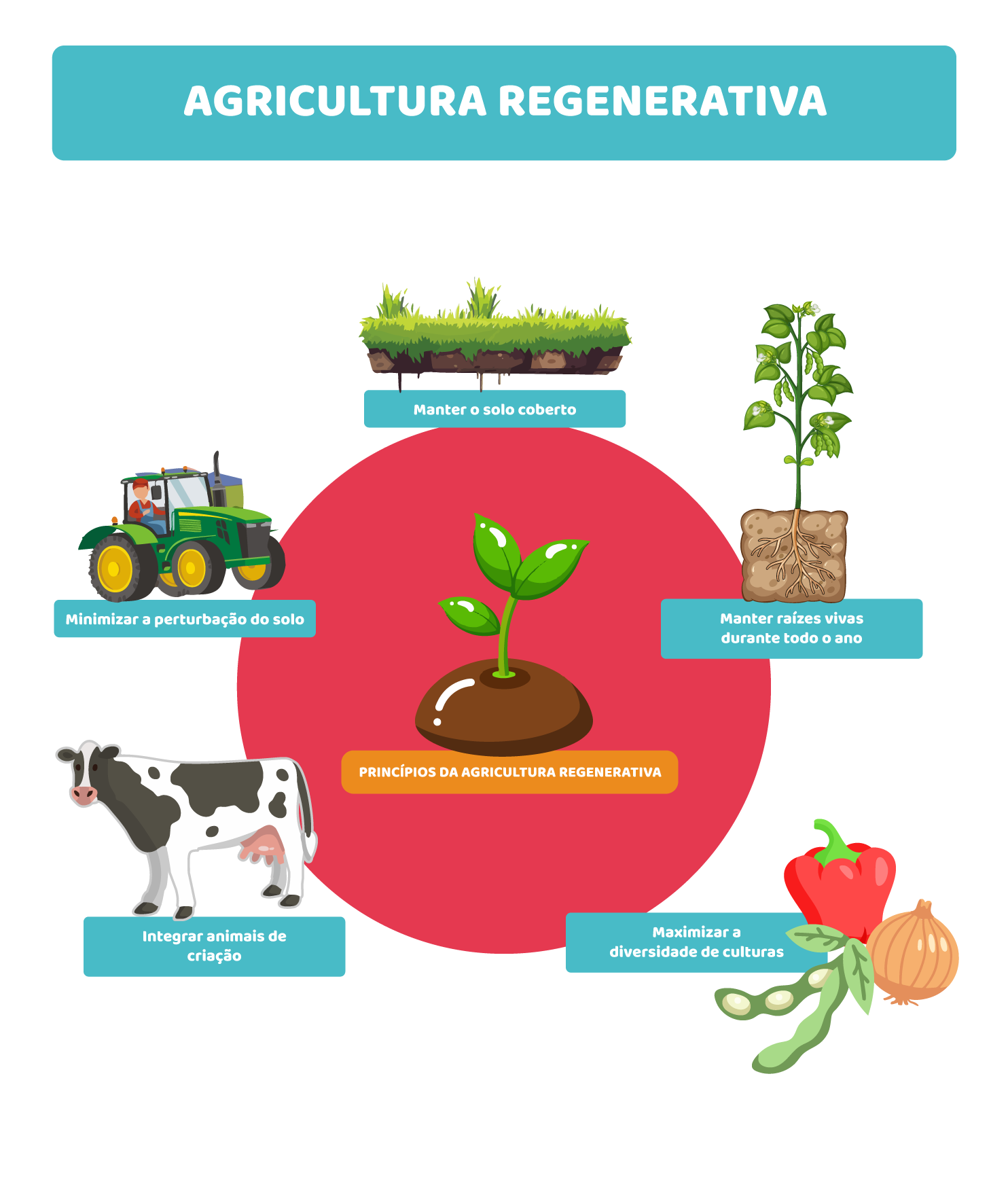 Agricultura regenerativa: a ciência de restaurar o solo