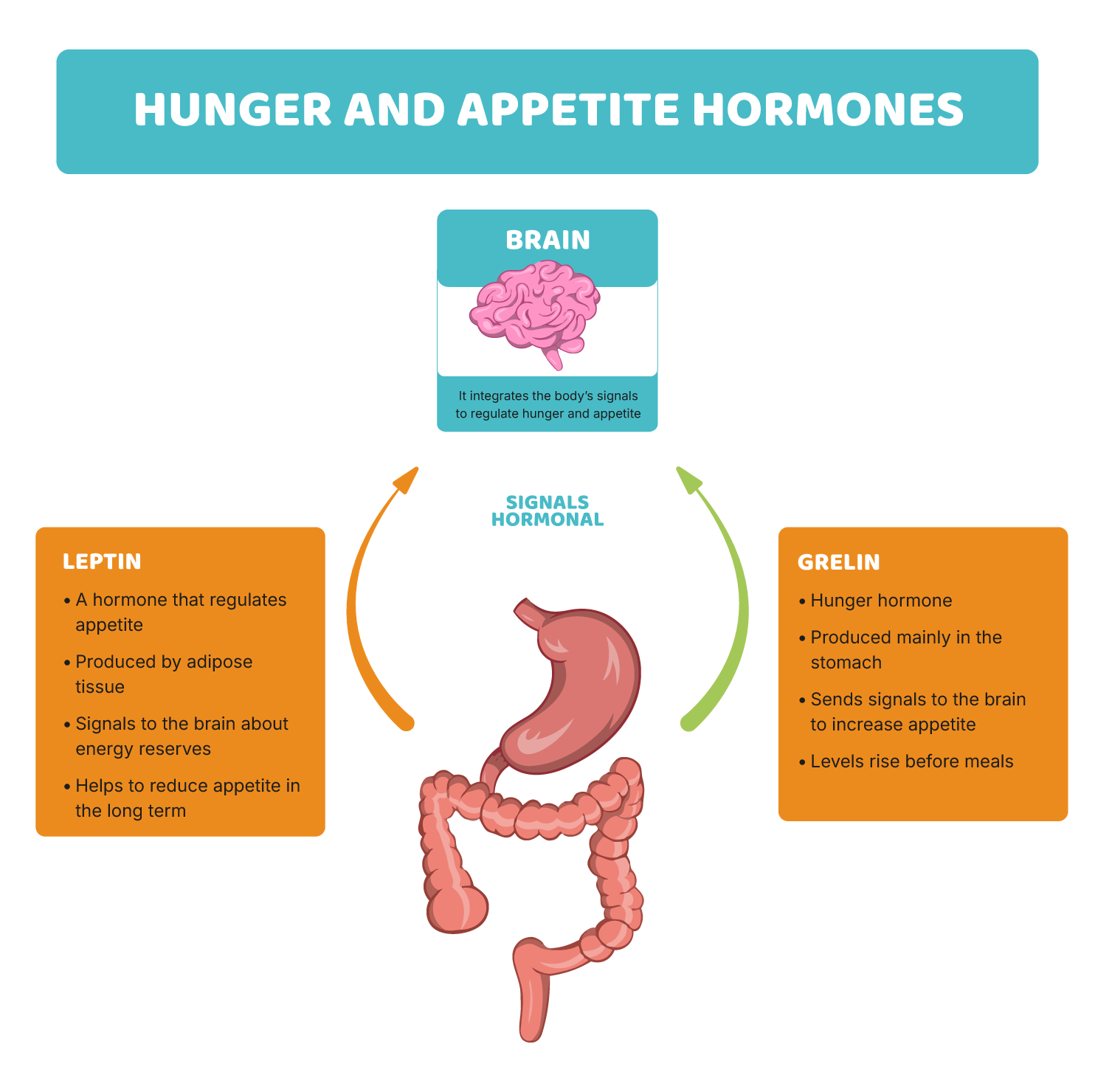 How all this relates to hunger, satiety and energy