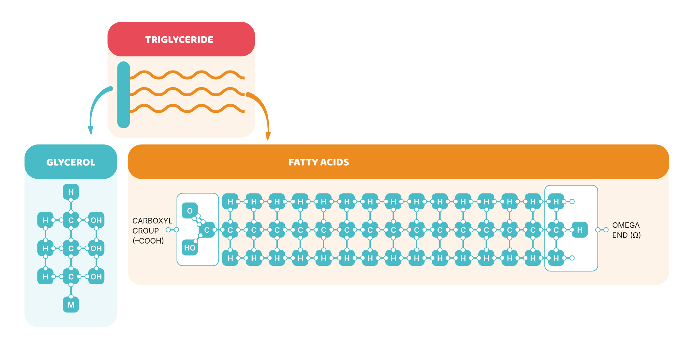 c) Fats: the type makes all the difference