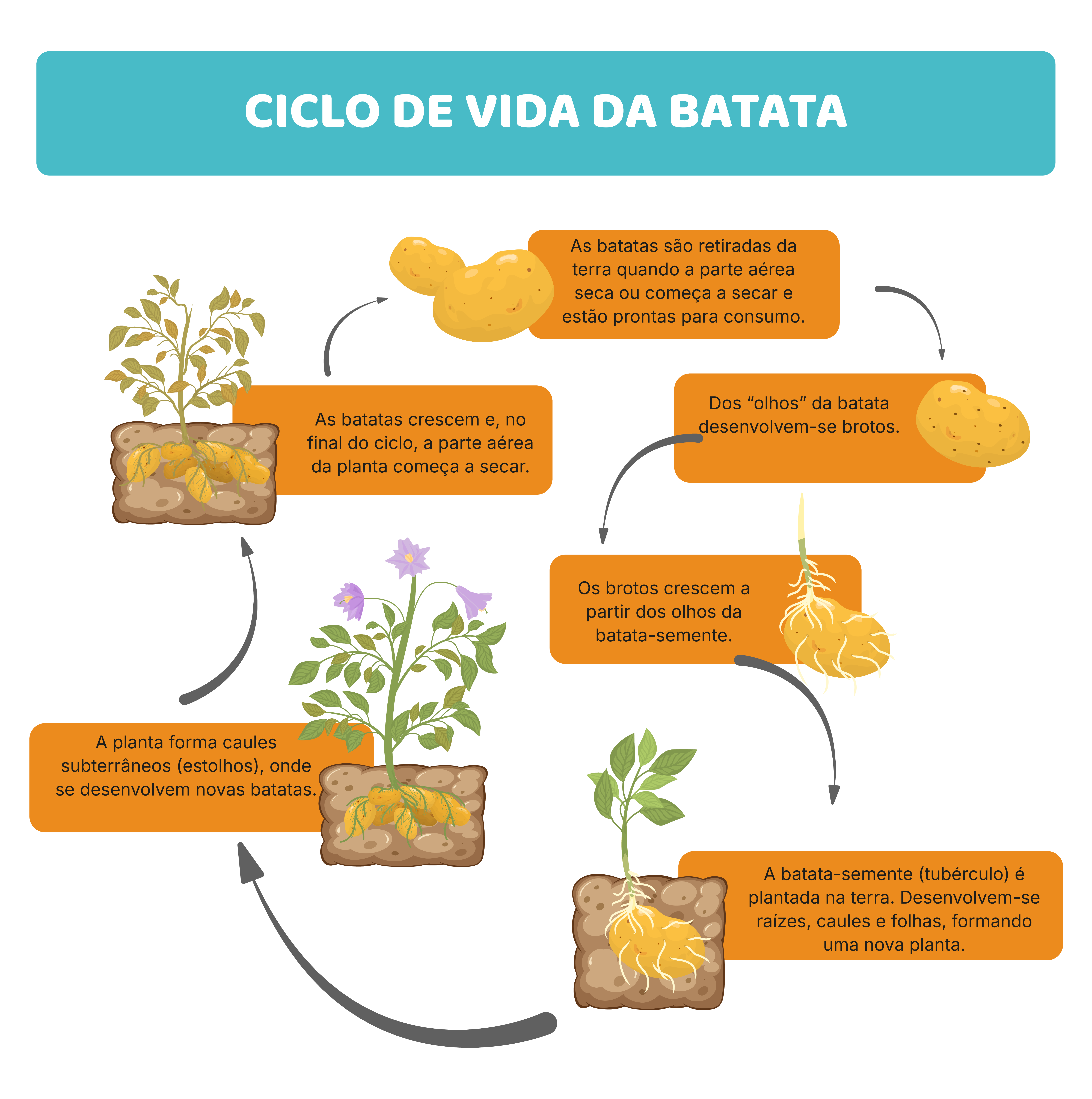 O ciclo da batata