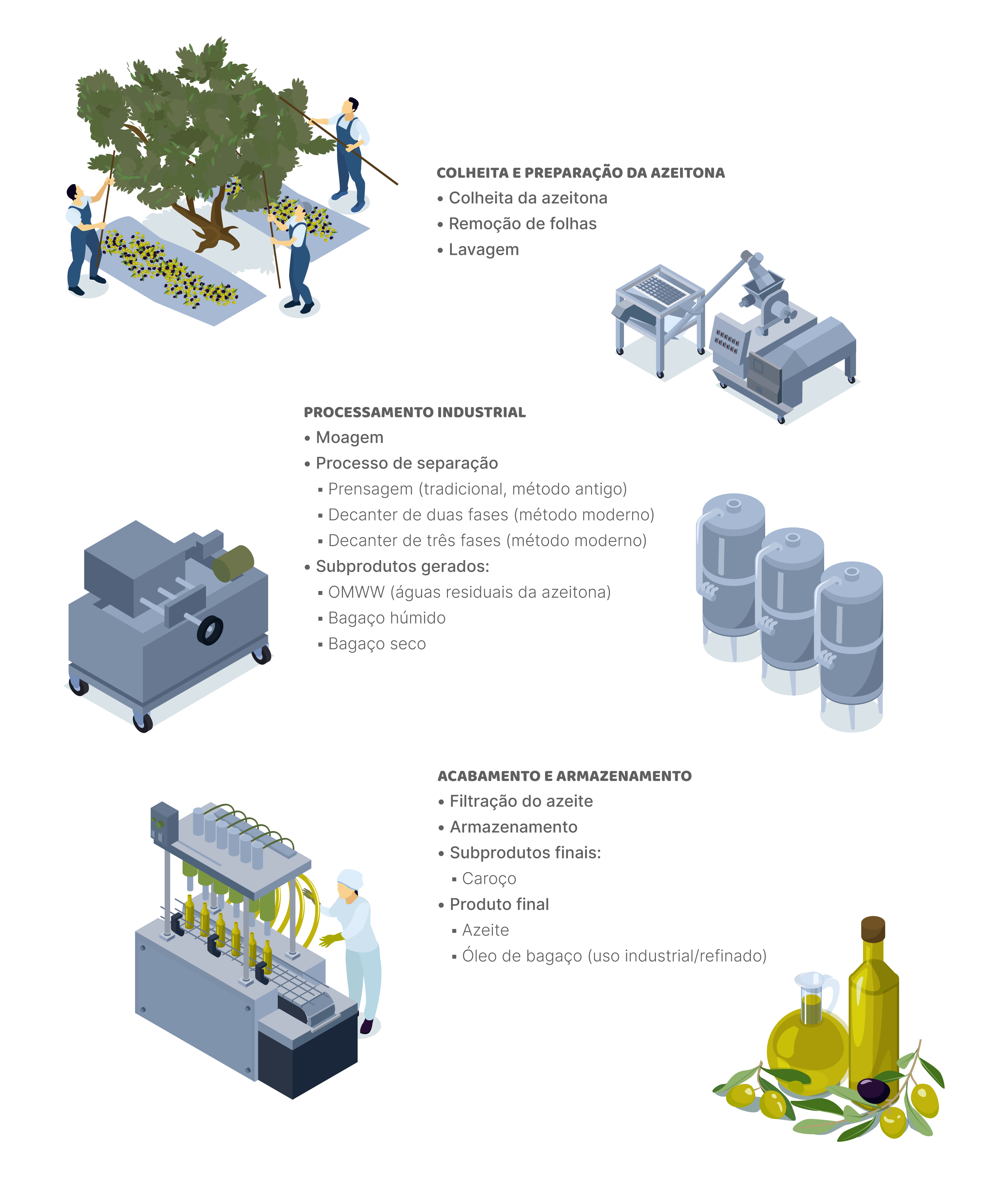 Da azeitona ao azeite