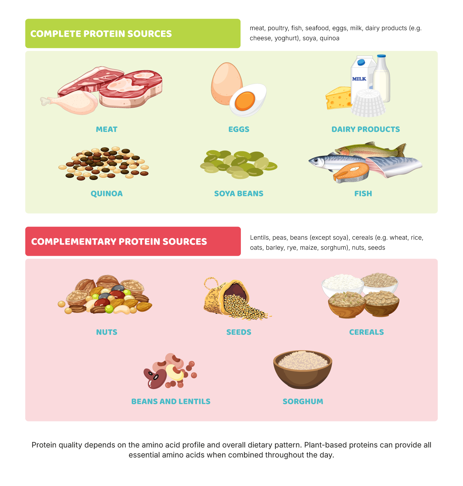 b) Protein: